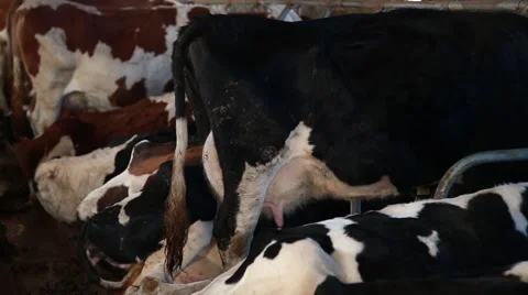 Dairy cows in the stable Stock-Footage 58862544