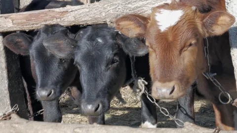 Dairy cows in the stable Stock Footage 79008546