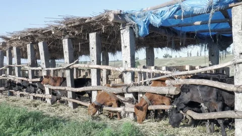 Dairy cows in the stable Stock Footage 79008558