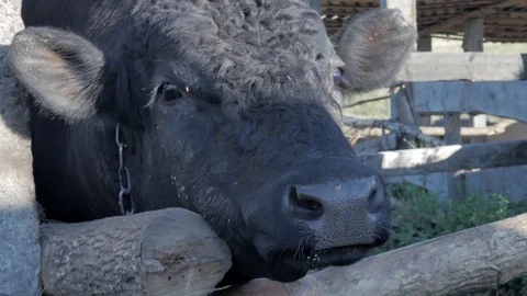 Dairy cows in the stable Stock Footage 79008563