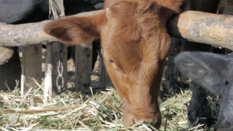 Dairy cows in the stable Stock Footage 79008567
