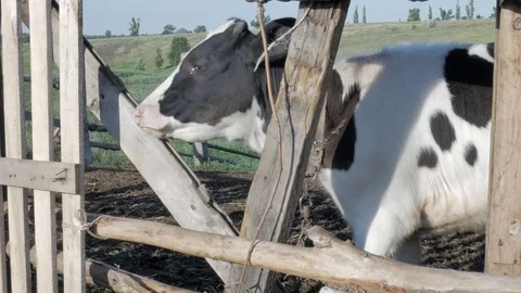 Dairy cows in the stable Stock Footage 79008575