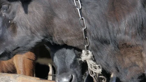Dairy cows in the stable Stock Footage 79008596