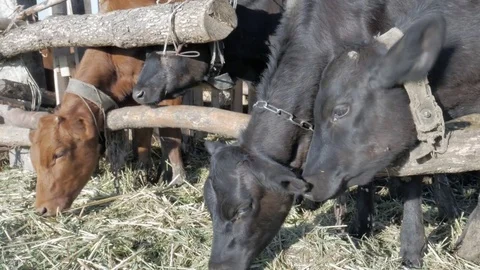 Dairy cows in the stable Stock Footage 79008598