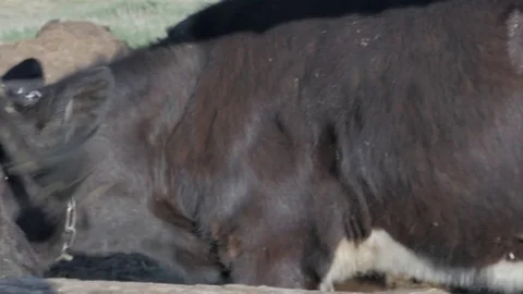 Dairy cows in the stable Stock Footage 79008612