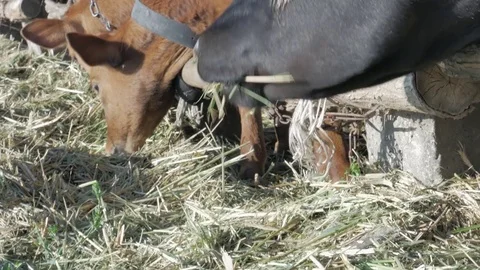 Dairy cows in the stable Stock Footage 79008615