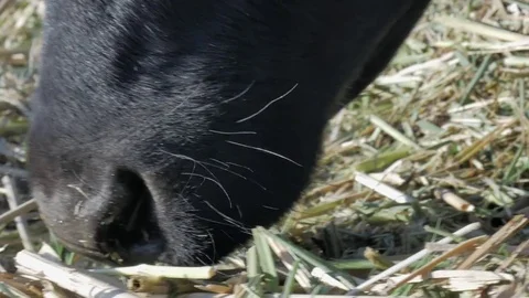 Dairy cows in the stable Stock Footage 79008629