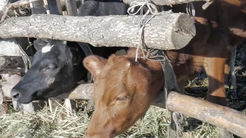 Dairy cows in the stable Stock Footage 79008630