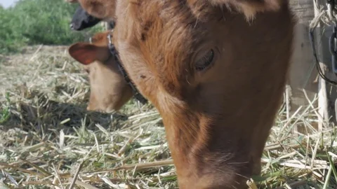 Dairy cows in the stable Stock Footage 79008646