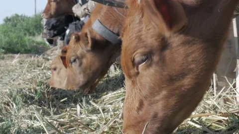 Dairy cows in the stable Stock Footage 79008655