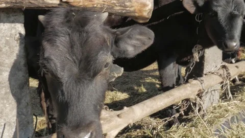 Dairy cows in the stable Stock Footage 79008660