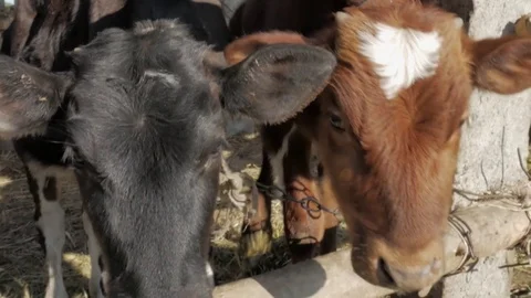 Dairy cows in the stable Stock Footage 79008669