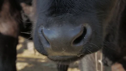 Dairy cows in the stable Stock Footage 79008677