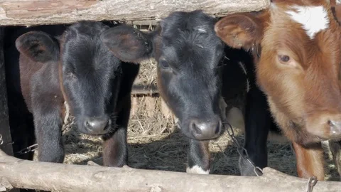 Dairy cows in the stable Stock Footage 79008689