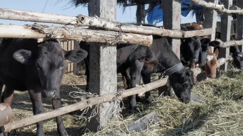 Dairy cows in the stable Stock Footage 79008690