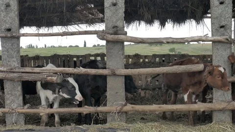 Dairy cows in the stable Stock Footage 79008694