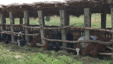 Dairy cows in the stable Stock Footage 79008707