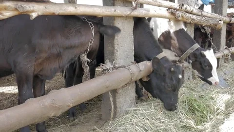 Dairy cows in the stable Stock Footage