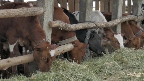 Dairy cows in the stable Stock Footage 79008718