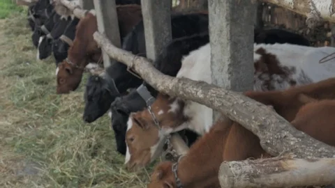 Dairy cows in the stable Stock Footage 79008735