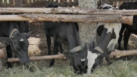 Dairy cows in the stable Stock Footage 79008748