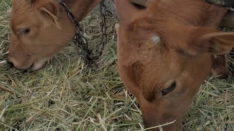 Dairy cows in the stable Stock Footage 79008796