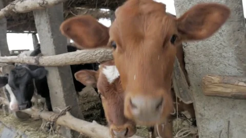 Dairy cows in the stable Stock Footage 79008800