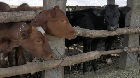 Dairy cows in the stable Stock Footage 79008802