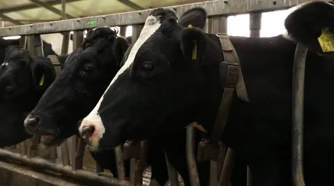 Dairy cows in the stable, The Netherlands Stock Footage 46204488