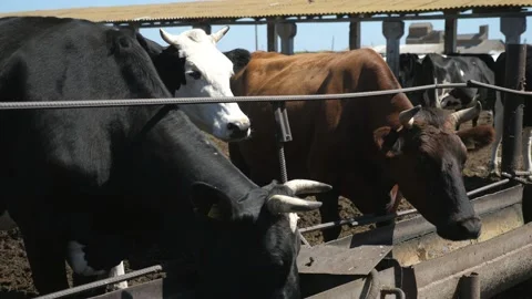 Dairy cows standing and eating straw from long metallic trays outdoors in slo-mo Stock Footage 146828331