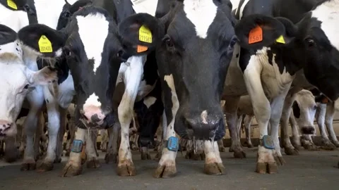 Dairy cows standing in metal headlocks inside modern farm barn Stock Footage 340518547