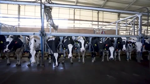 Dairy cows standing in metal headlocks inside modern farm barn Stock Footage 340519428