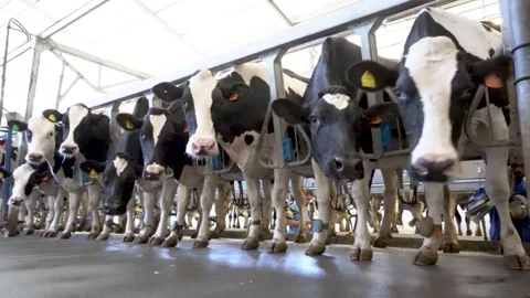 Dairy cows standing in a row inside a modern farm barn Stock Footage 340518639