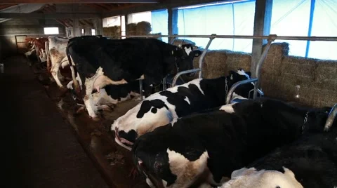 Dairy cows tied in the stable Stock Footage 58862613