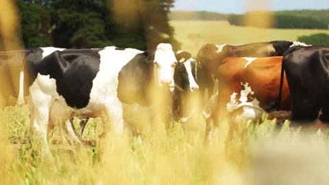 Dairy cows walking and looking at camera Stock Footage 262211599