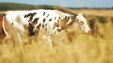 Dairy cows walking in a field Stock Footage 262293429