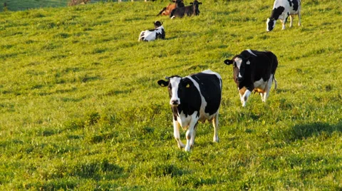 Dairy cows walking Stock Footage