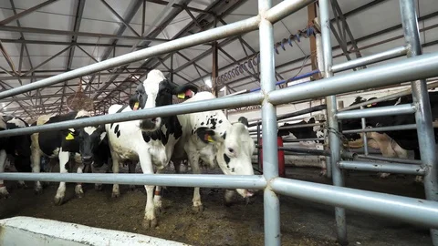 Dairy cows walking in large stall in cattle shed on farm Stock Footage