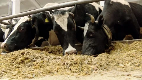 Dairy cows while feeding on the farm. Video stock 108392606