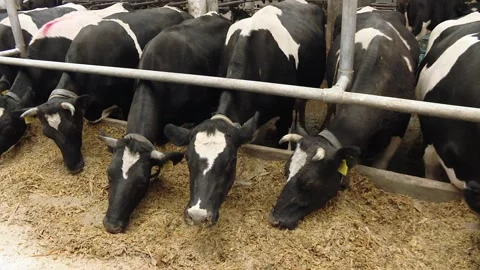 Dairy cows while feeding on the farm. cattle on the farm Stock Footage 108392613