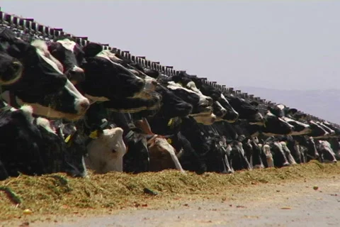Dairy farm 01 Video stock 496510