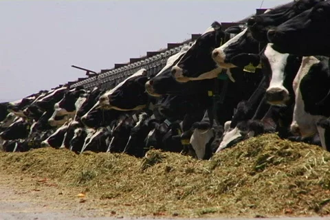 Dairy farm 02 Video stock 496512