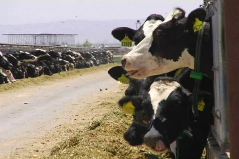 Dairy farm 07 Stock Footage 496523