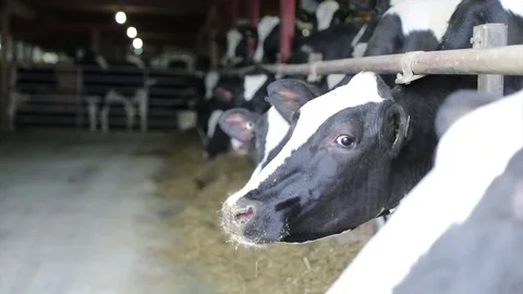 Dairy Farm Cows Being Fed Vídeo Stock 76290106