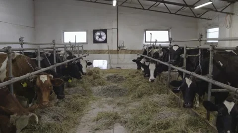 Dairy farm, cows in farm Stock Footage 283292467