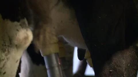 Dairy farm in Eastern Europe Video stock 61800533