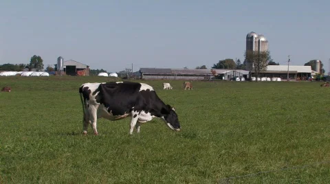 Dairy farm  Stock Footage 271042