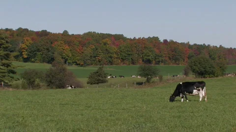 Dairy farm  Stock Footage 271043