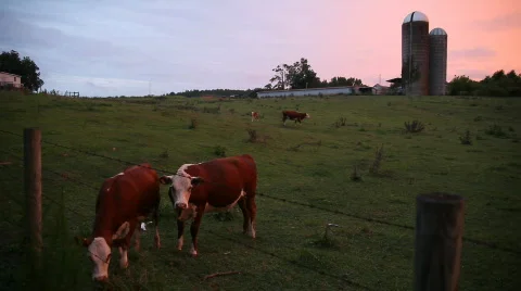 Dairy farm Stock-Footage 633296