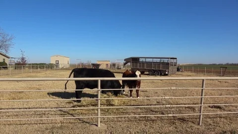 Dairy farm. Stock Footage 84998176